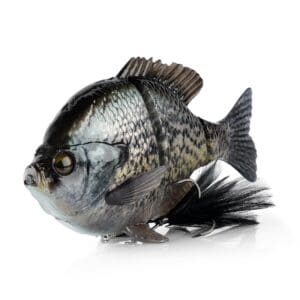 A detailed image of a silver and black fish against a white background.